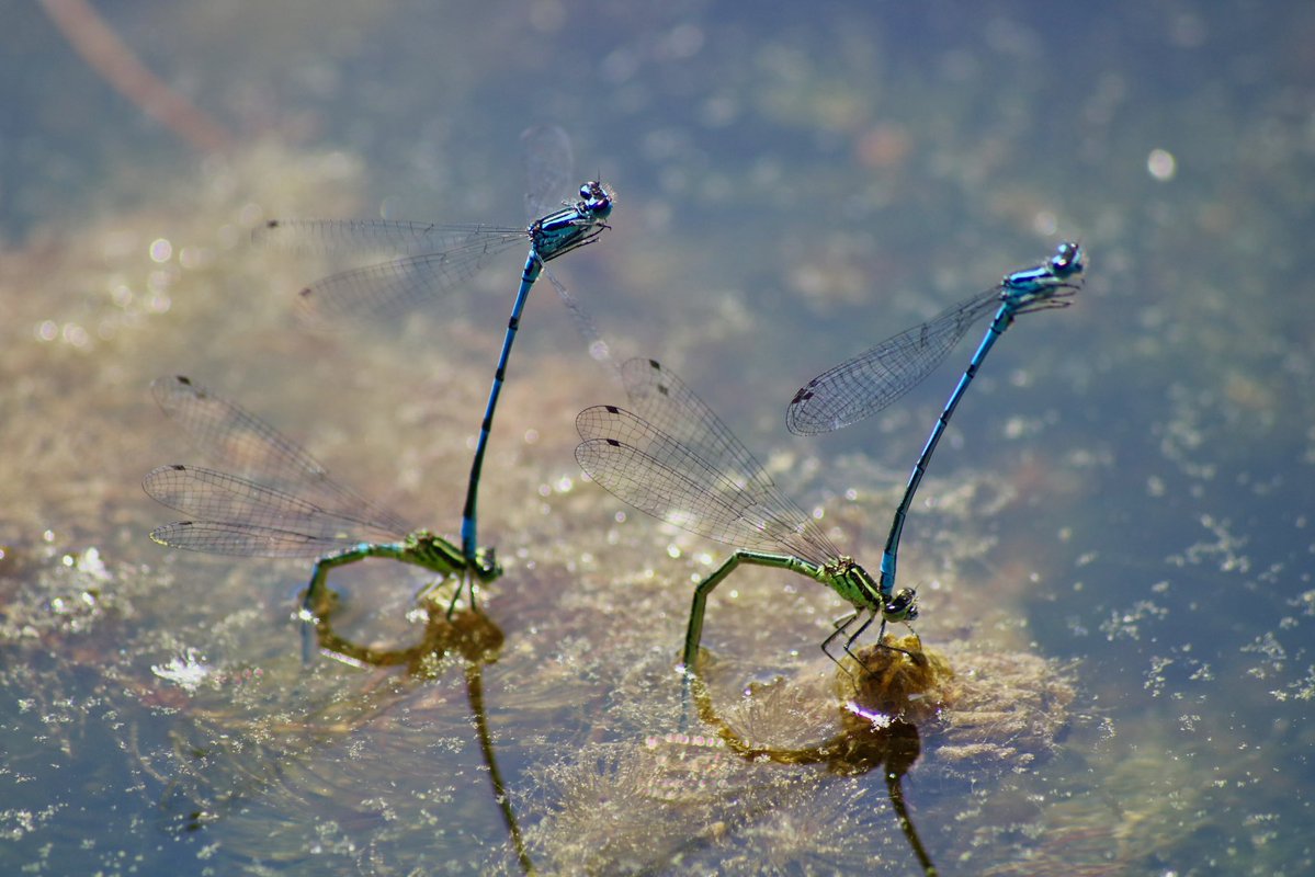 Dr Juliet Turner tweet media