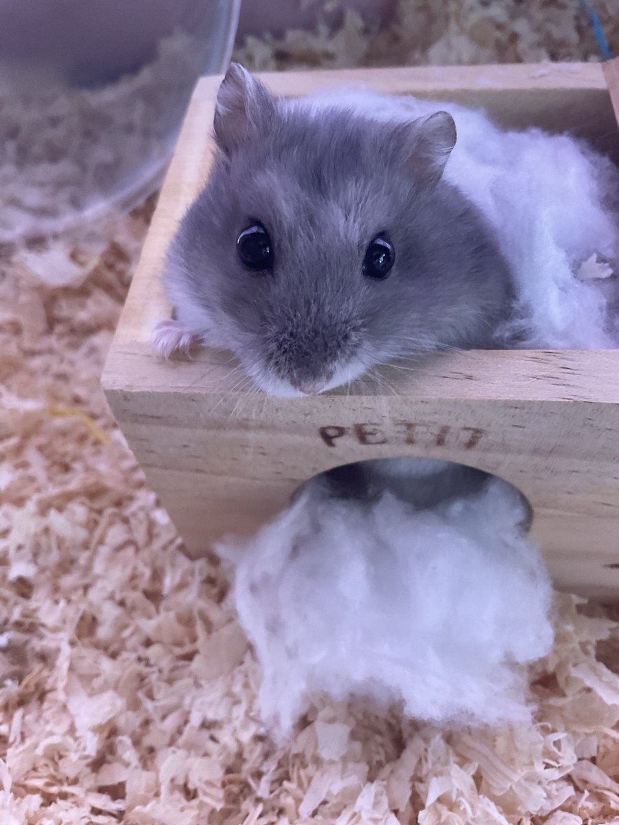 おりん tweet media