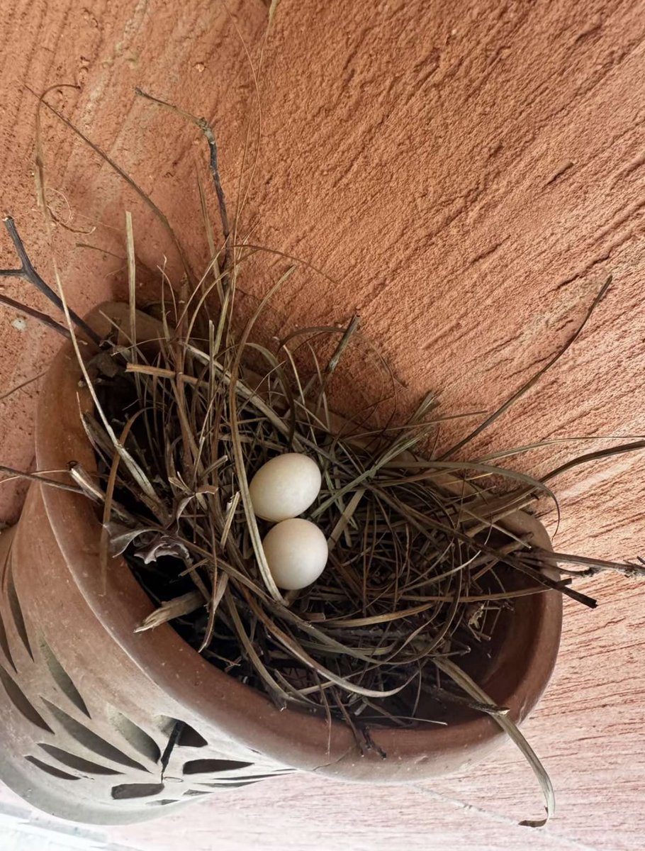 Hany Ragy tweet media