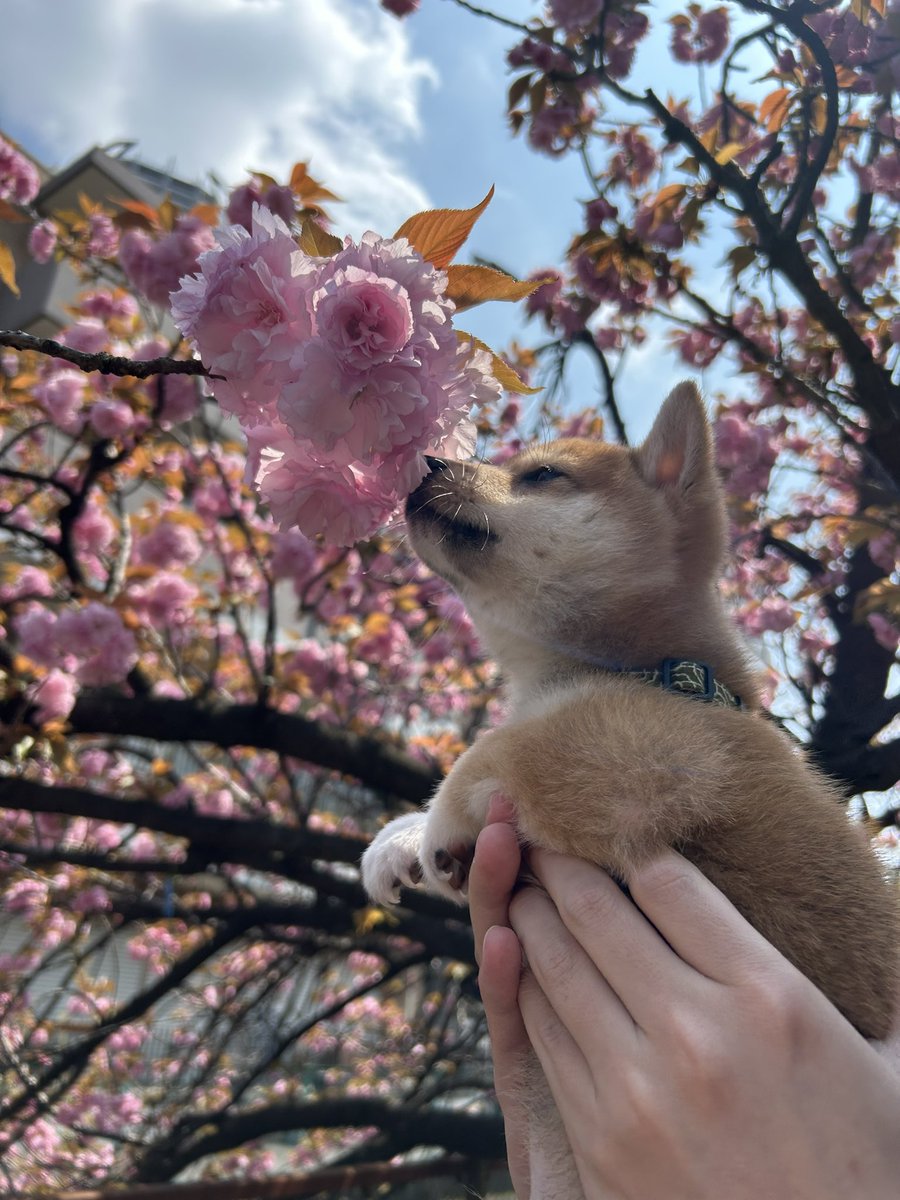 しょんぼり顔のもに tweet media