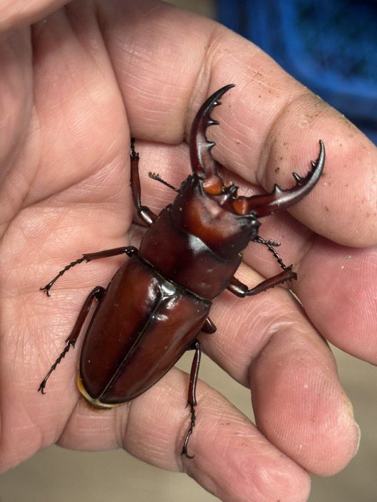 TARGET FIELD tweet media