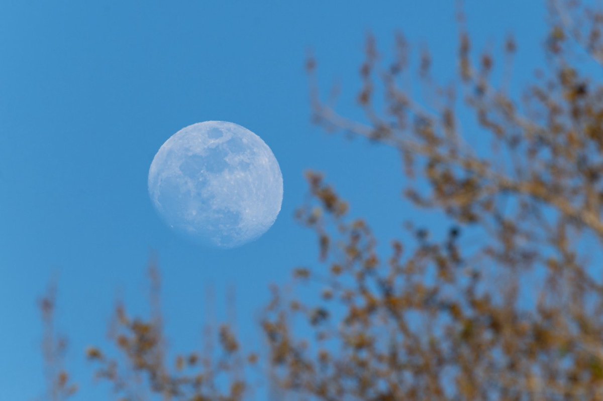 Silvia Puig Planells tweet media