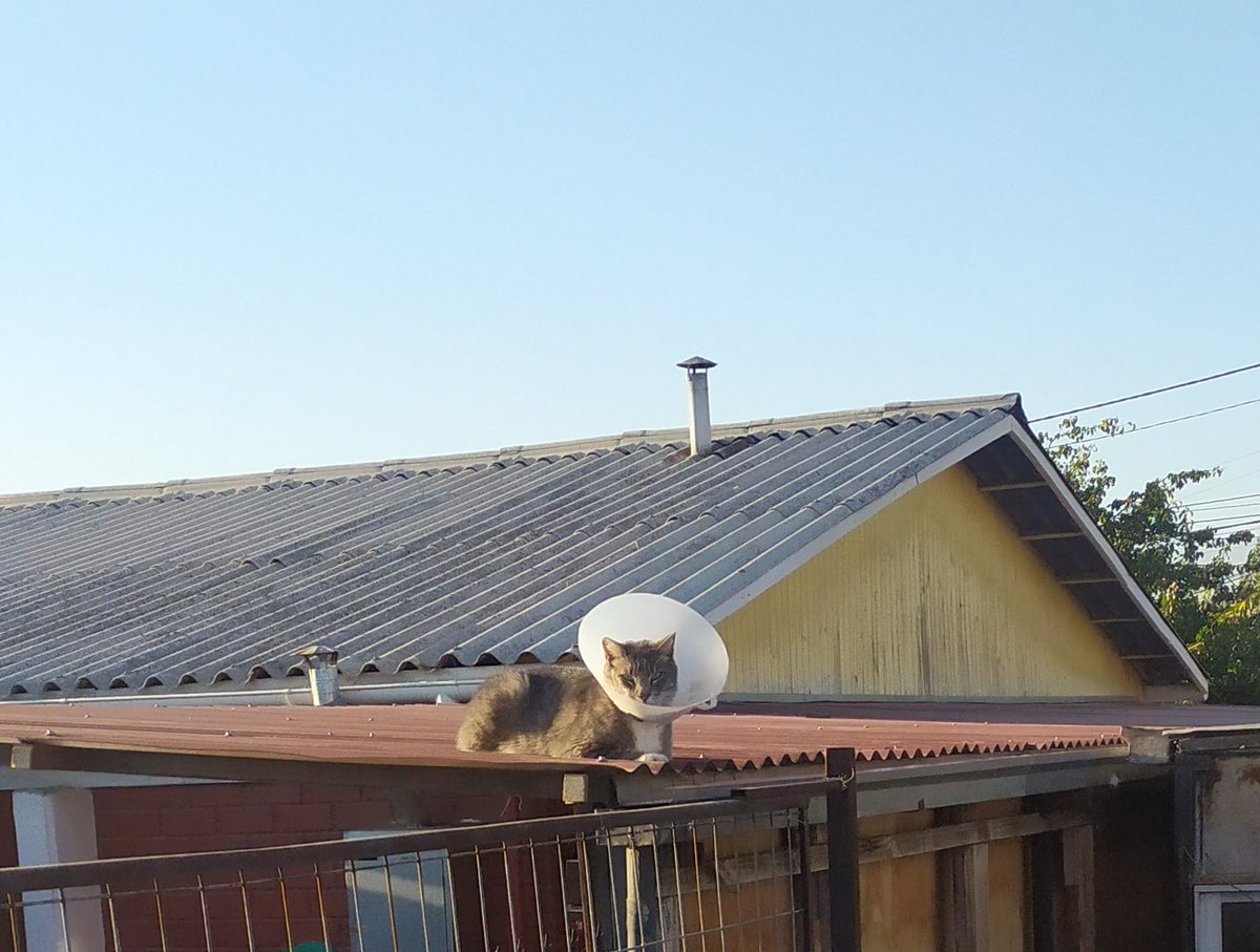 Duo Maxwell tweet media