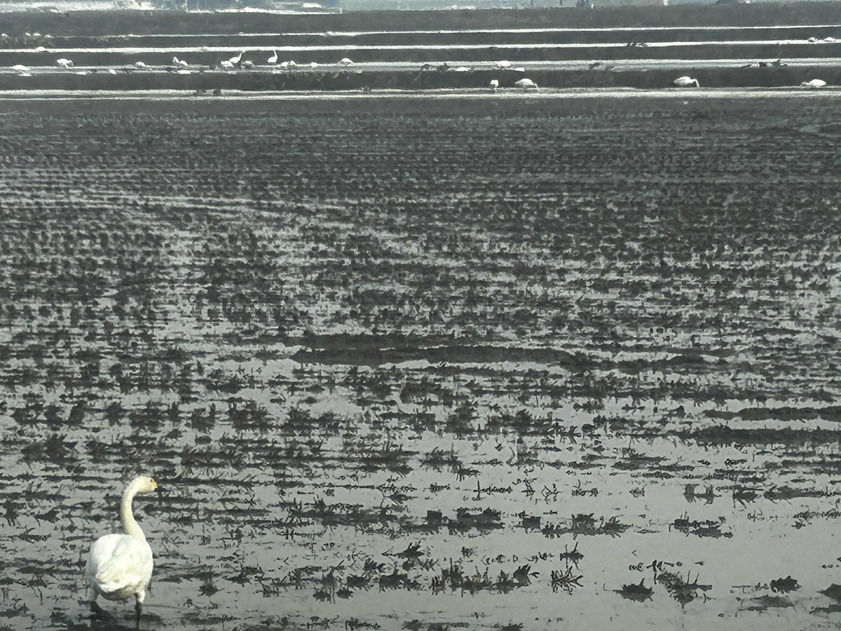 ８２EXPRESS （いそがっし） tweet media