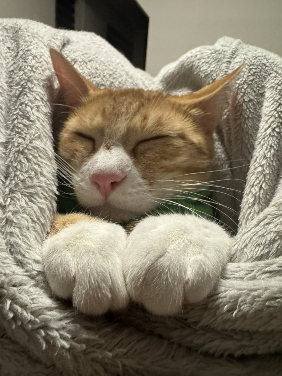 さとう＠猫ぼっこ tweet media