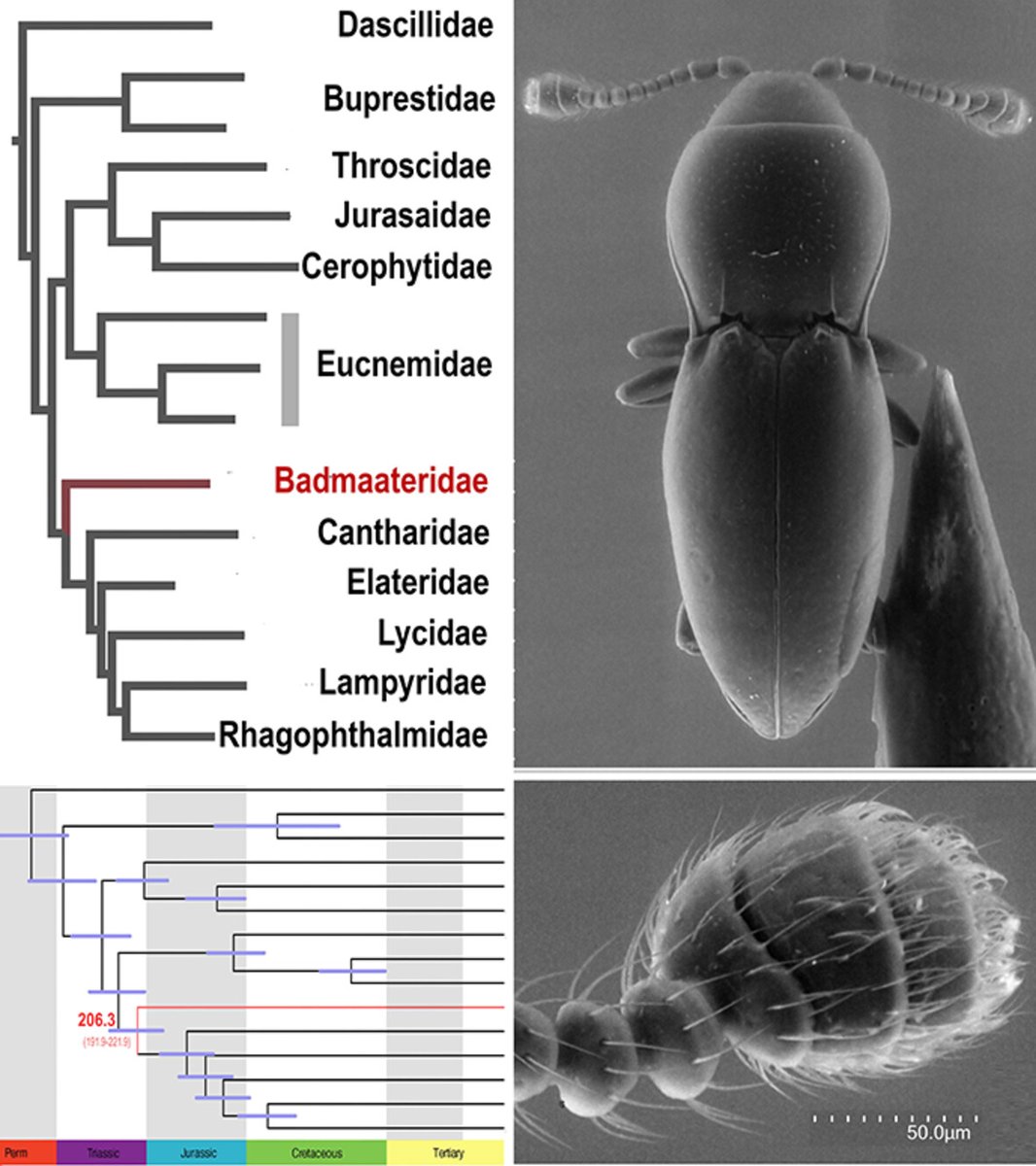 Systematic Entomology tweet media