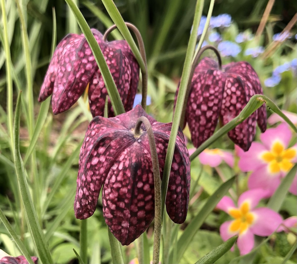 Lissa Evans tweet media