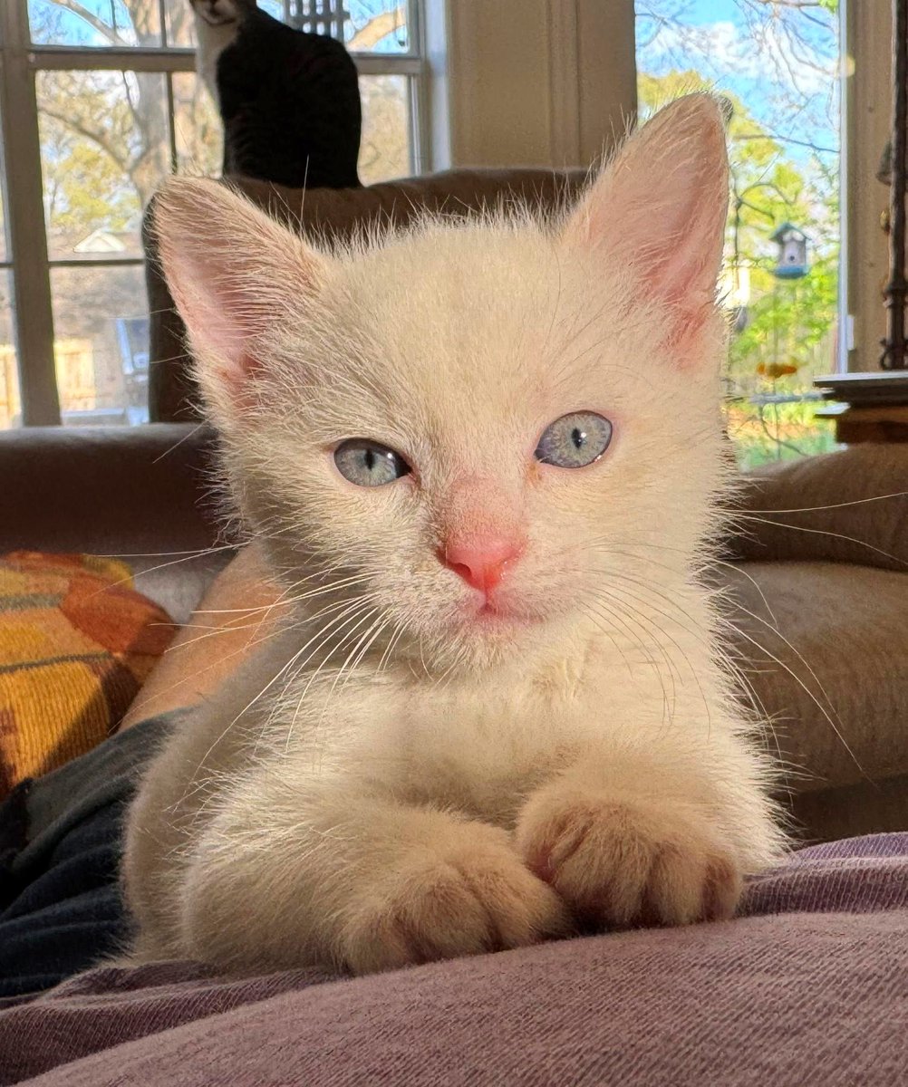 The Spirit of Lorenzo the Cat tweet media