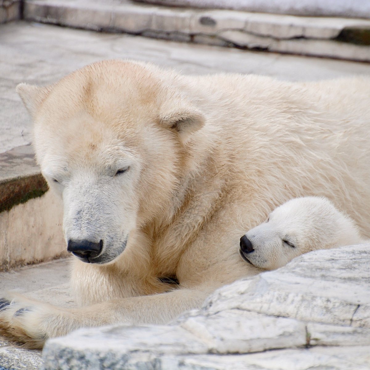 おやびん tweet media