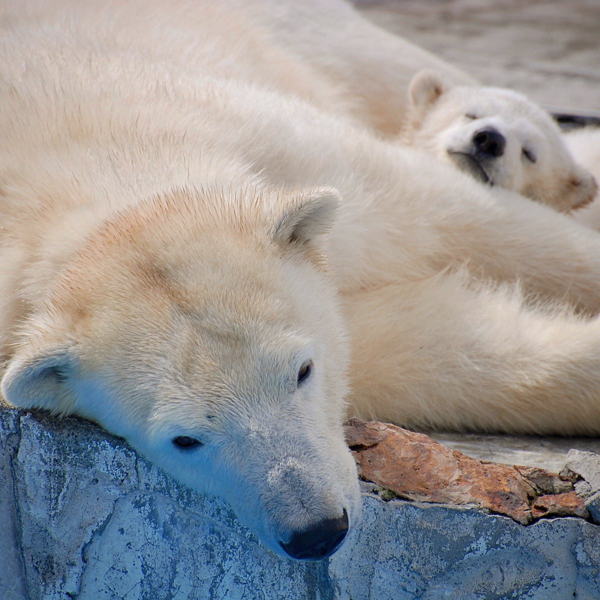 おやびん tweet media