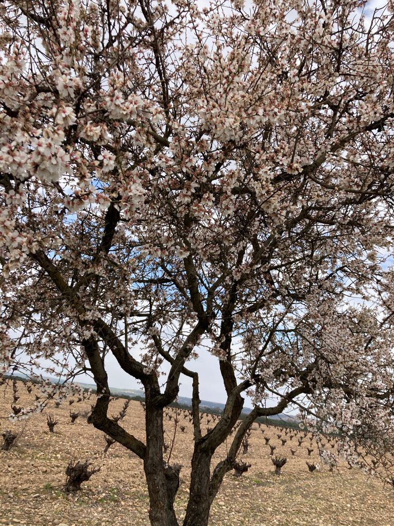 D.O. Toro tweet media