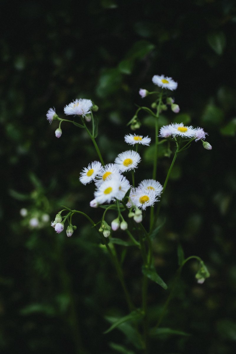 BUG （バグ） tweet media