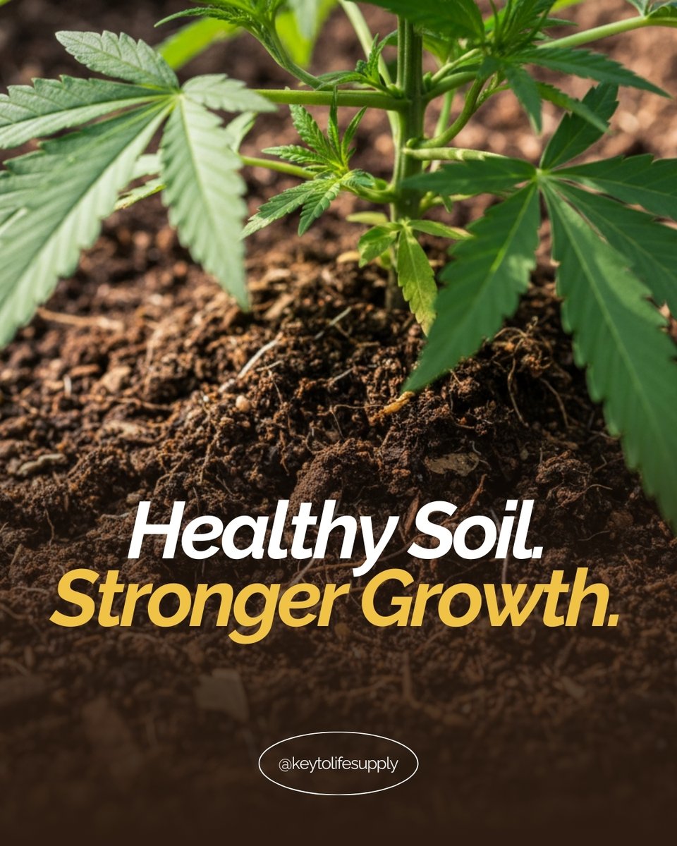 Healthy soil. Stronger growth.

What happens below the surface shapes everything above it. When soil biology and nutrient balance stay aligned, plants respond with steadier growth.

Learn more:
keytolifesupply.com

#KeyToLifeSupply #HealthySoil #PlantHealth