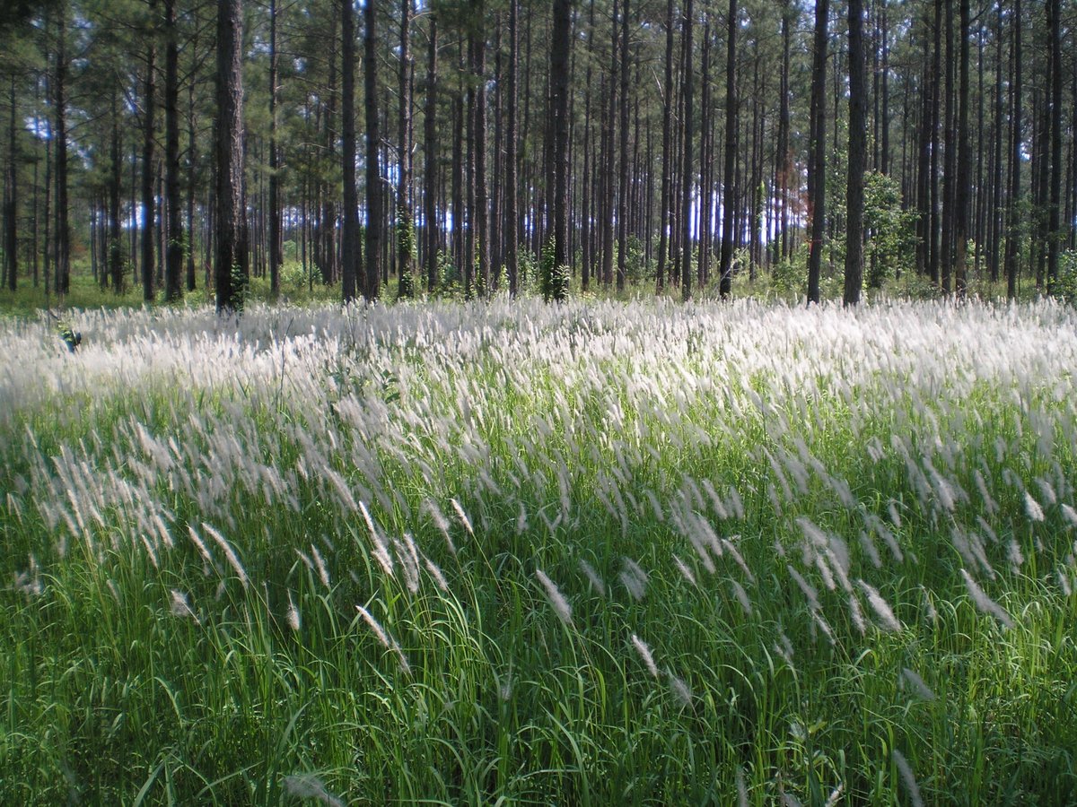 GaTrees's tweet image. Good news: Cogongrass is on the decline in Georgia.

Strong partnerships between GFC &amp;amp; forest landowners are making a difference—but continued vigilance is key.

Read the latest update: gatrees.org/wp-content/upl…

#EmergencyResponse #FirstResponders #ForestHealth #InvasiveSpecies