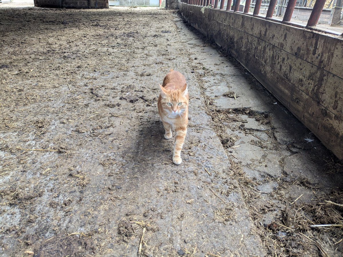 Sheep In Stitches tweet media