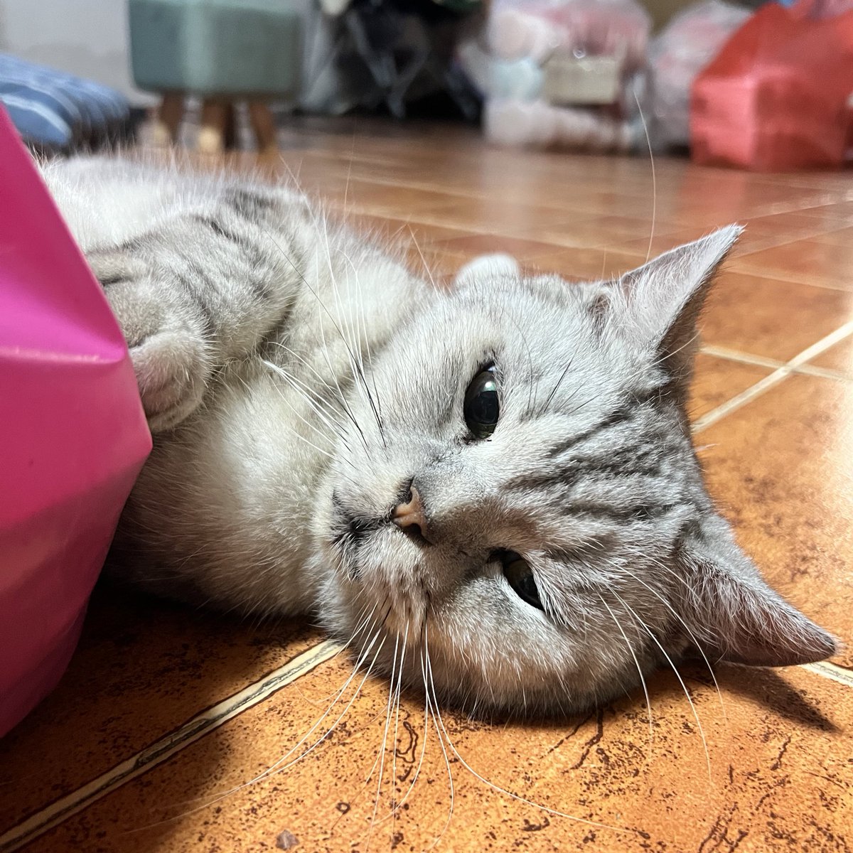 หมารักพี่เบน tweet media