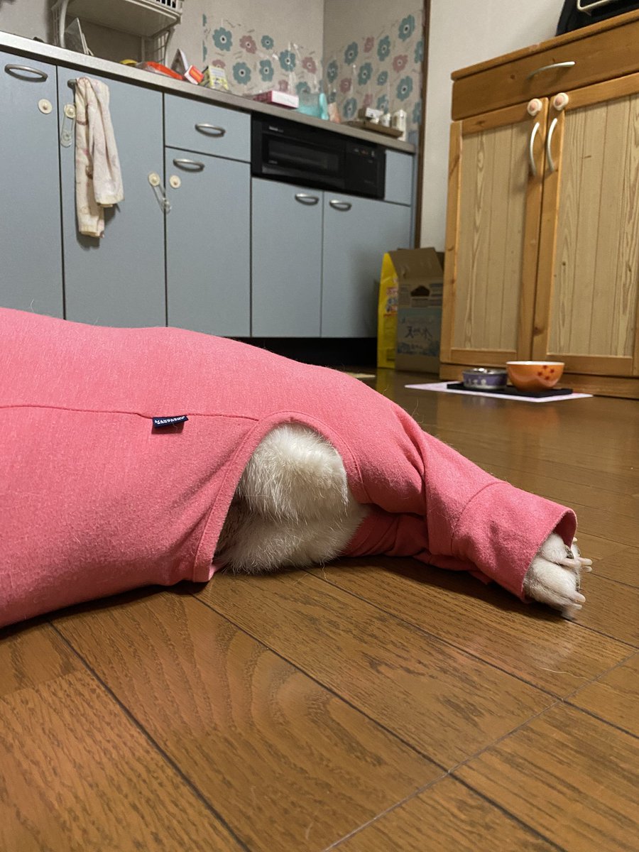 白柴まつ tweet media