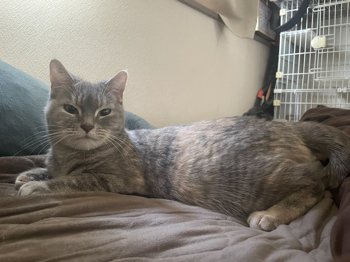 たりま姫 tweet media