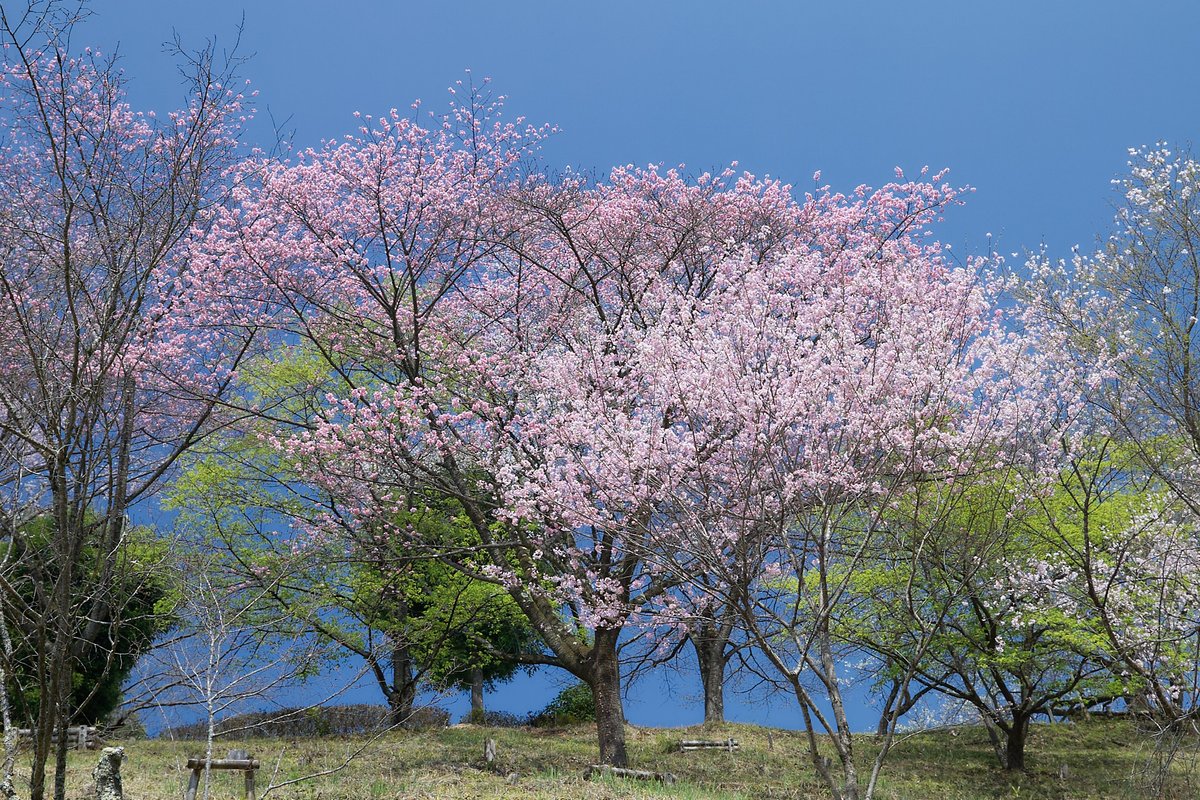 nyachimog's tweet photo. 青梅鉄道公園近くの桜がキレイでした！
#写真好きな人と繋がりたい #ファインダー越しの私の世界 #キリトリセカイ #お写ん歩 #スナップ #snap #snapphoto #canon #canoneos1d #eos1d #eos1d初代 #ef2470f28liiusm #omeblue #青梅 #青梅市 #桜 https://t.co/Gy9y5Y1tDx