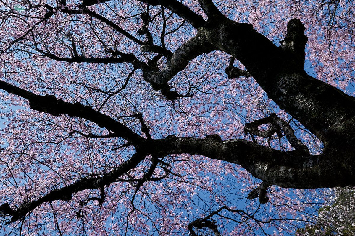 nyachimog's tweet photo. 青梅鉄道公園近くの桜がキレイでした！
#写真好きな人と繋がりたい #ファインダー越しの私の世界 #キリトリセカイ #お写ん歩 #スナップ #snap #snapphoto #canon #canoneos1d #eos1d #eos1d初代 #ef2470f28liiusm #omeblue #青梅 #青梅市 #桜 https://t.co/Gy9y5Y1tDx