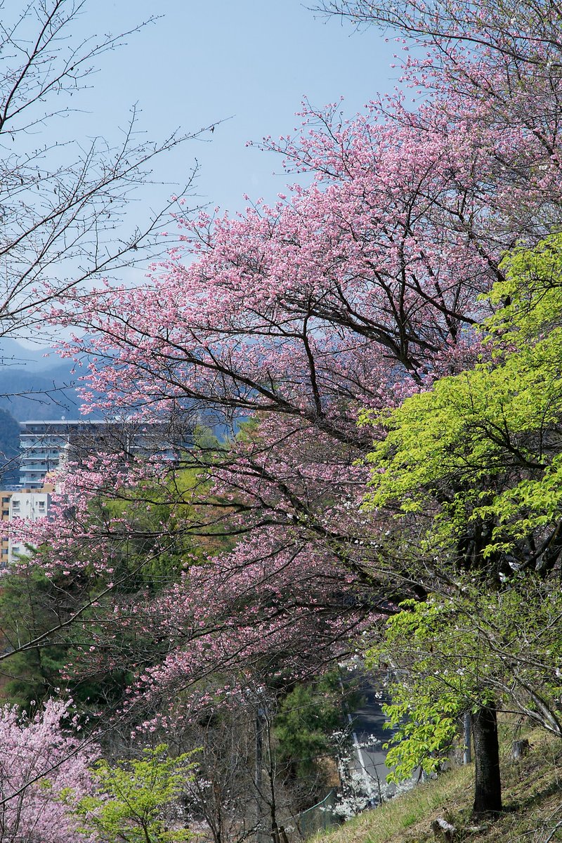 nyachimog's tweet photo. 青梅鉄道公園近くの桜がキレイでした！
#写真好きな人と繋がりたい #ファインダー越しの私の世界 #キリトリセカイ #お写ん歩 #スナップ #snap #snapphoto #canon #canoneos1d #eos1d #eos1d初代 #ef2470f28liiusm #omeblue #青梅 #青梅市 #桜 https://t.co/Gy9y5Y1tDx