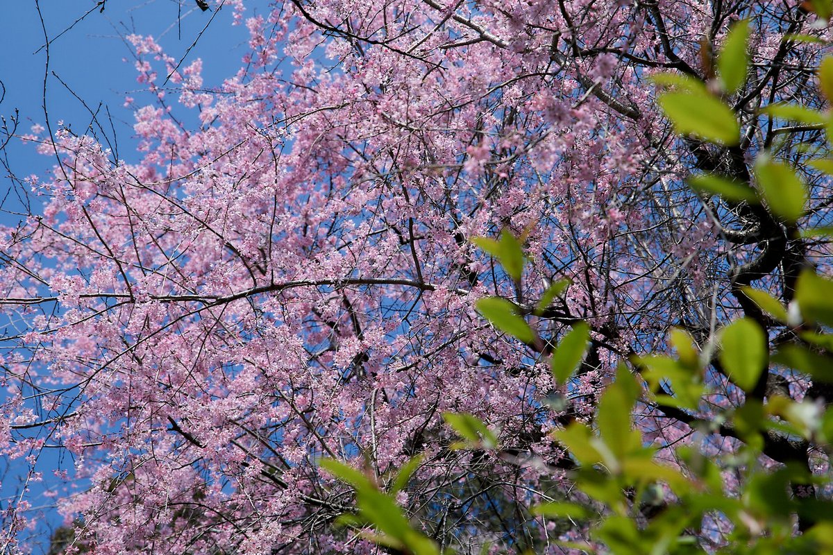 nyachimog's tweet photo. 青梅鉄道公園近くの桜がキレイでした！
#写真好きな人と繋がりたい #ファインダー越しの私の世界 #キリトリセカイ #お写ん歩 #スナップ #snap #snapphoto #canon #canoneos1d #eos1d #eos1d初代 #ef2470f28liiusm #omeblue #青梅 #青梅市 #桜 https://t.co/Gy9y5Y1tDx