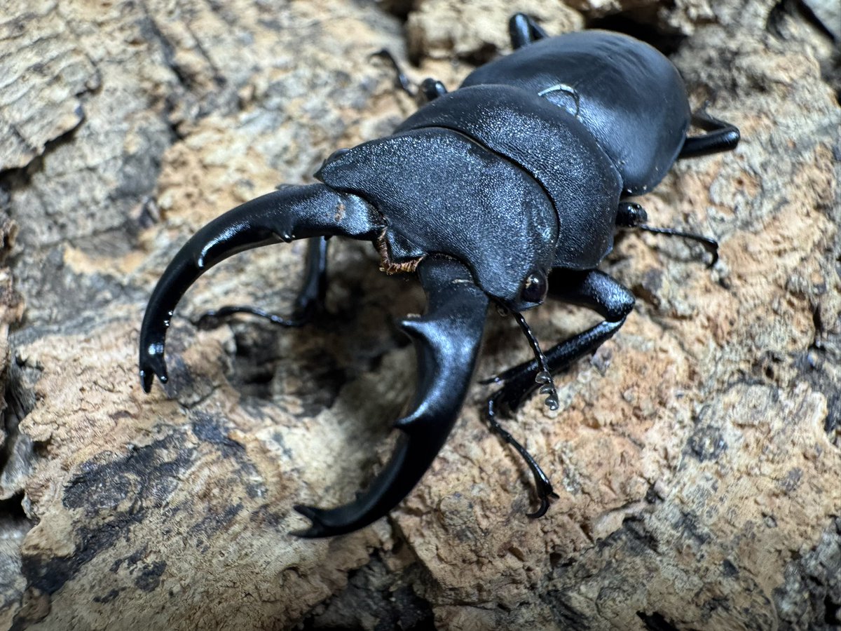 爬虫両生類 昆虫ショップD.N.A_昆虫垢 tweet media