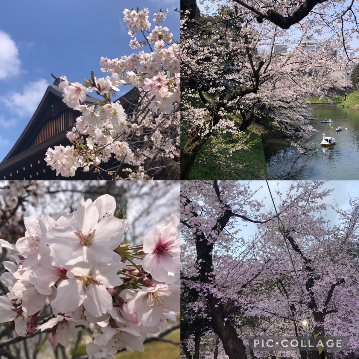 PM5_JAPAN's tweet photo. 令和八年　#お花見 #日本 #靖国神社 #千鳥ヶ淵 #鶴舞公園 #桜 🌸 https://t.co/We5ZfI8QF9
