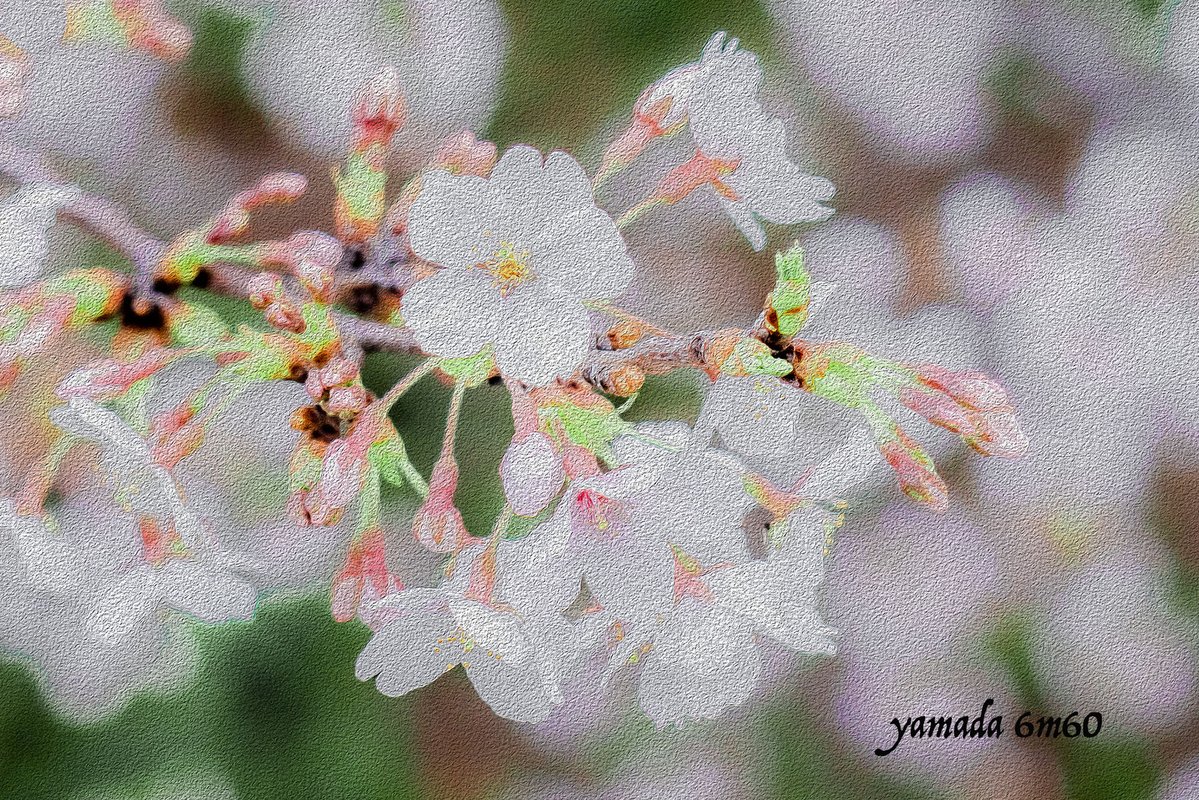 山田芳文 tweet media