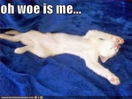 ๐๐๐ฃ๐ ๐๐ ๐
๐ค๐ช๐๐ง tweet media