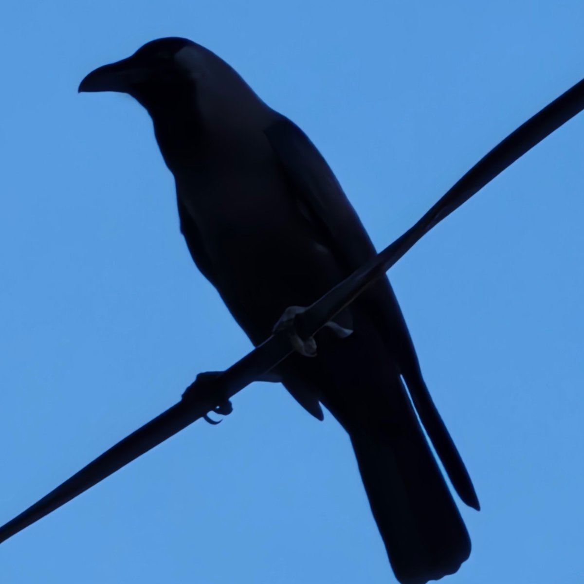 V2 (@vibpsych) on Twitter photo 