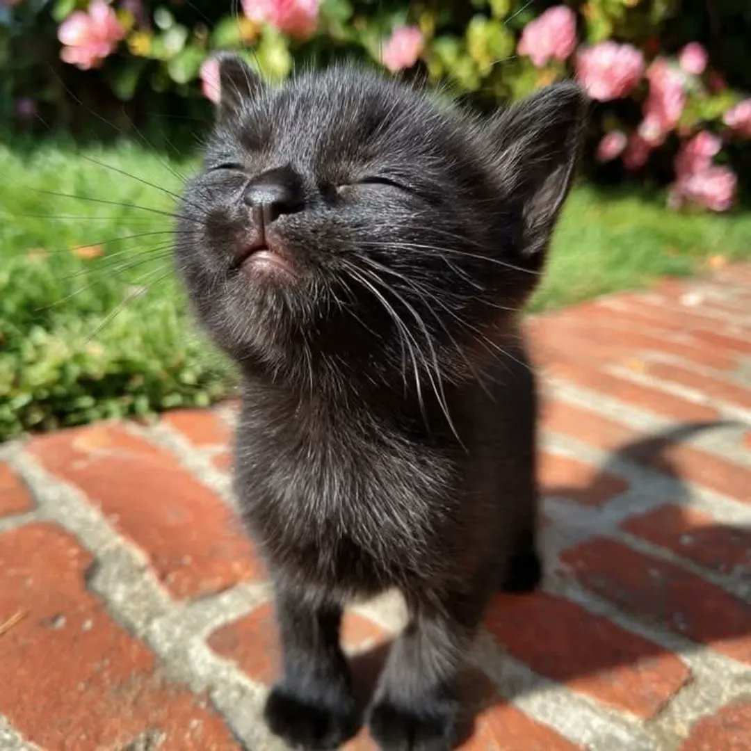 smol silly cat tweet media