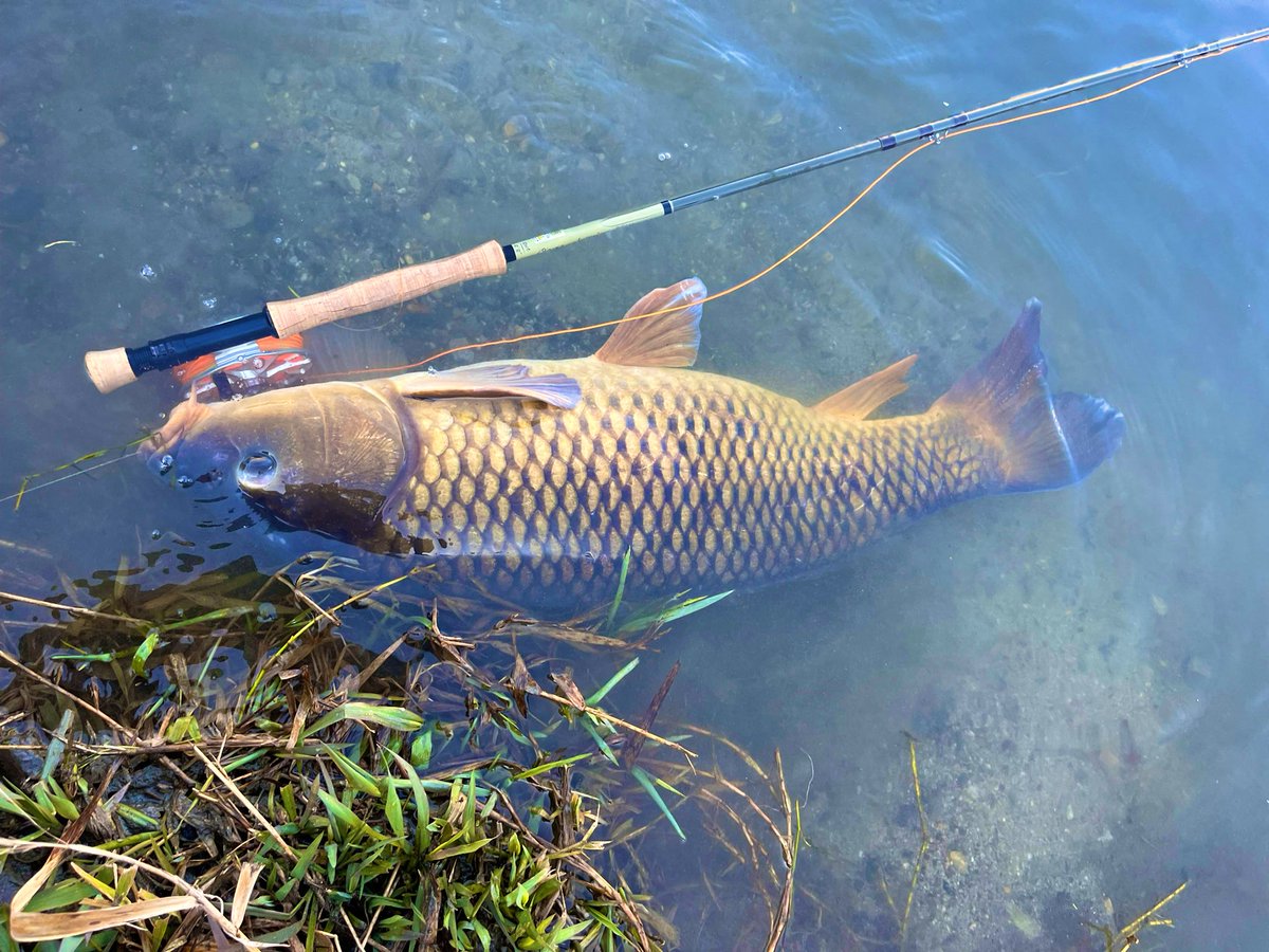 アメリカの皆さんへ🇺🇸
日本は、鯉のフライフィッシング天国ですよ！運が良ければ、20ポンドオーバーも釣れますよ。観光がてら、ぜひ遊びにお越しください。
#carponthefly