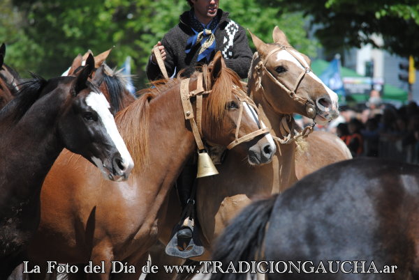 tradiciongaucha's tweet photo. 📸 #FotoDelDía #Madrina #Cencerro #Tradición
https://t.co/JAtNwCT7Na https://t.co/mgdKgXTyJu