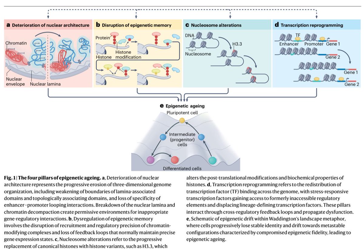 This Review presents a systems-level framework that demonstrates how epigenetic regulation controls ageing. <a href="/NatRevMCB/">Nature Reviews Molecular Cell Biology</a> 

#Meded #Medx #Aging #epigenetic #Science #NEWS