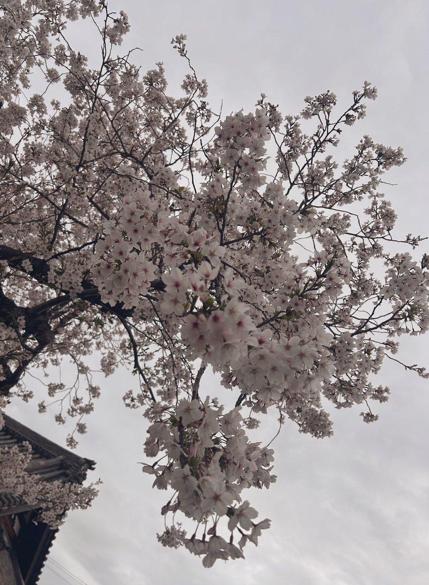 田中さるまる🌗 tweet media