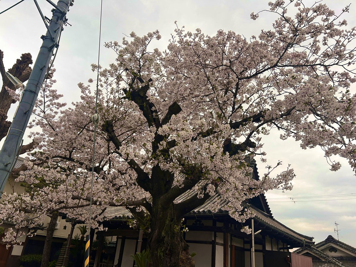 田中さるまる🌗 tweet media