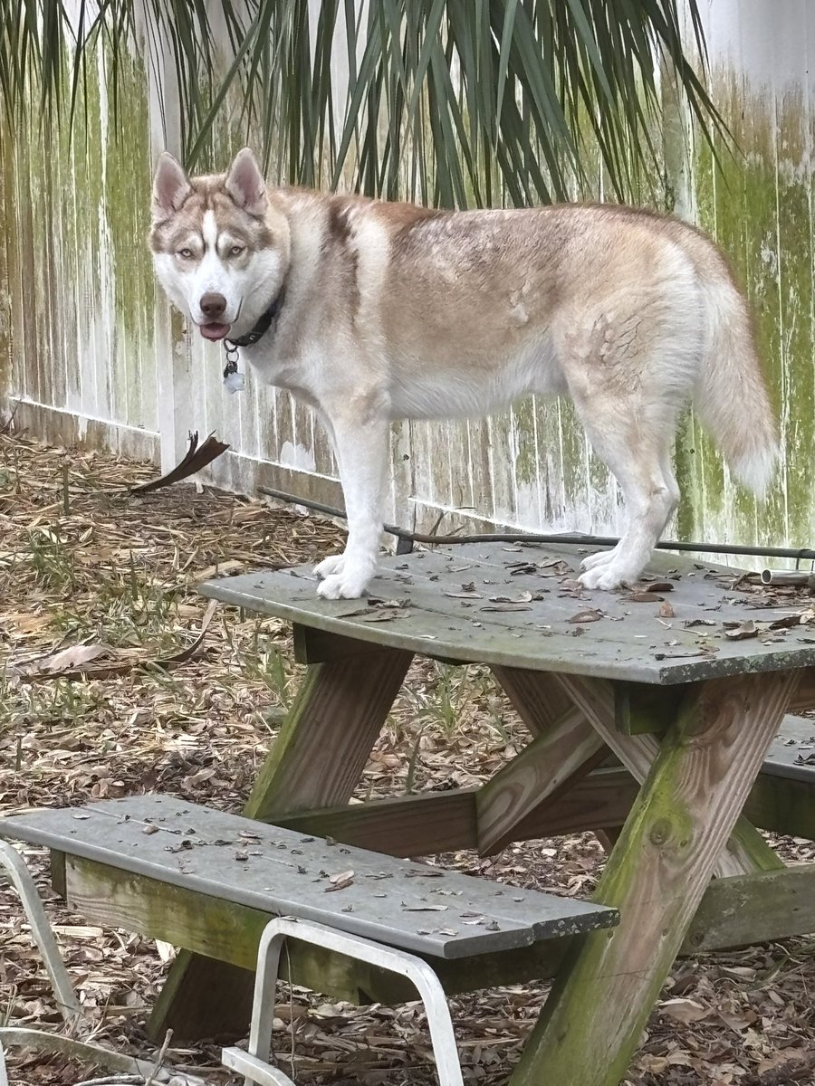 RequiemBell tweet media