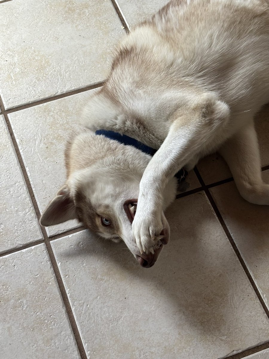 RequiemBell tweet media