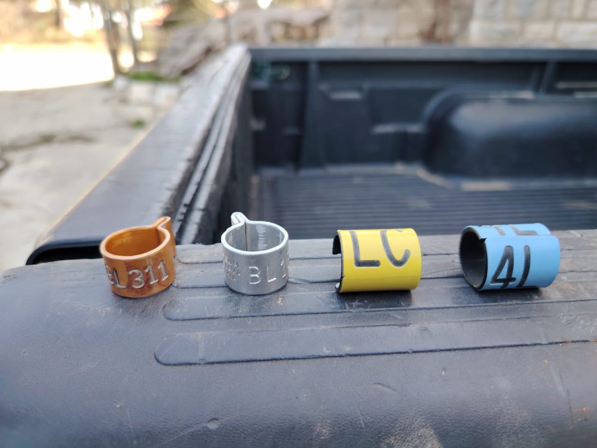 Committee Against Bird Slaughter (CABS) tweet media