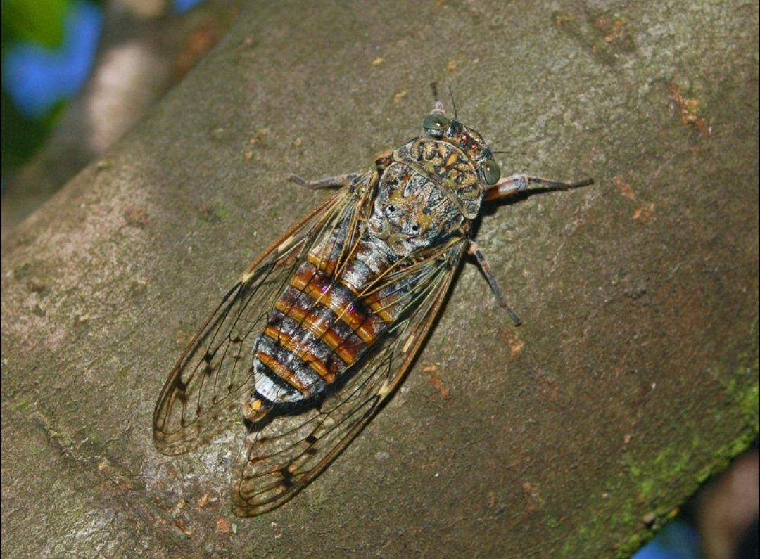 Hans Collin tweet media