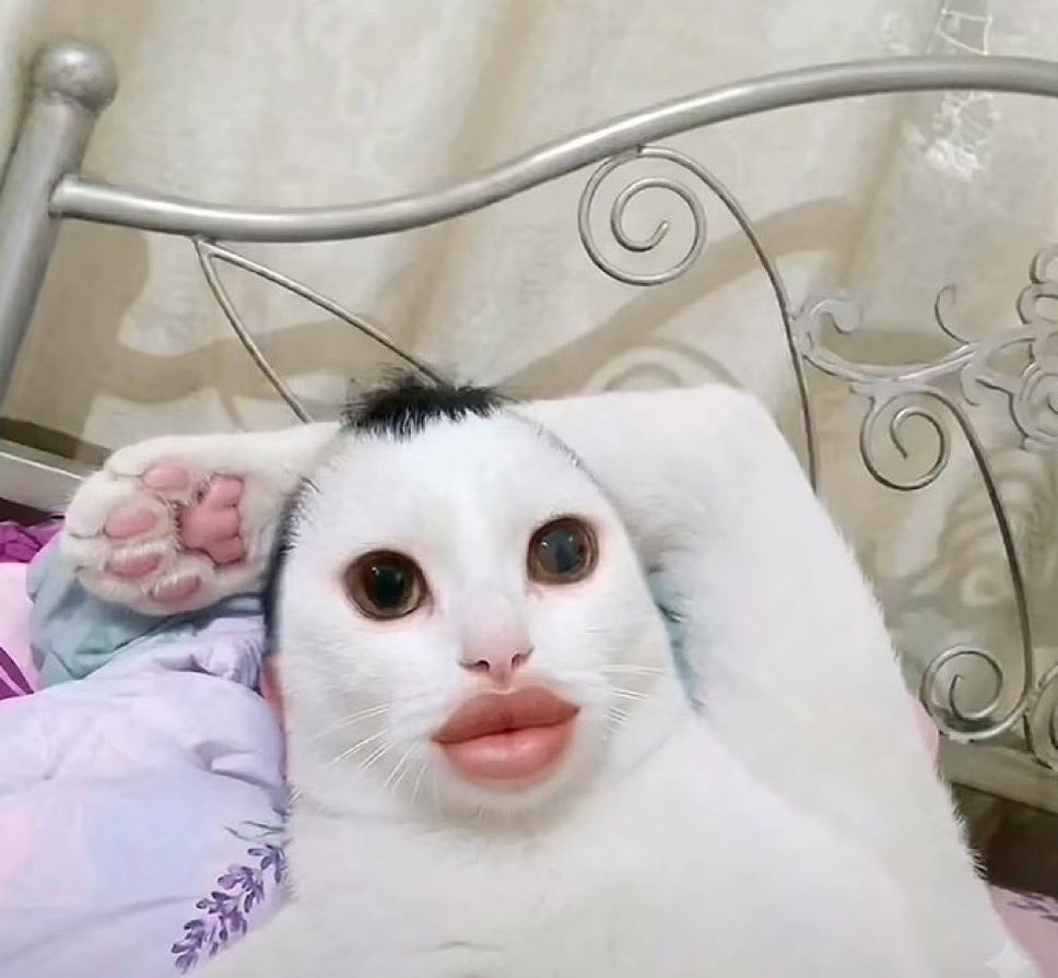 悔い(쿠이) tweet media