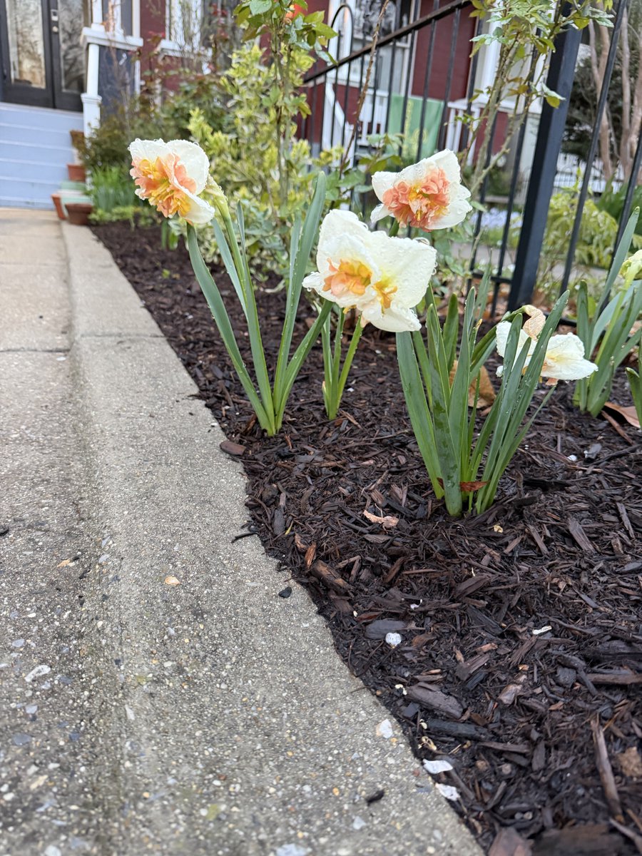 Harmeet K. Dhillon tweet media