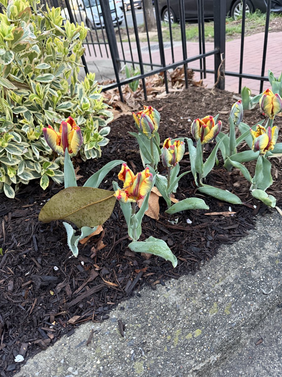 Harmeet K. Dhillon tweet media