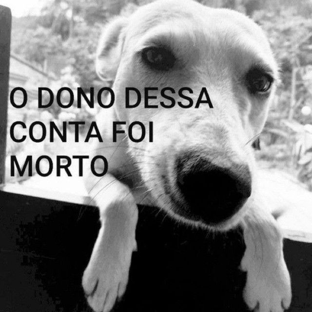 Vitogo D. Lícia tweet media