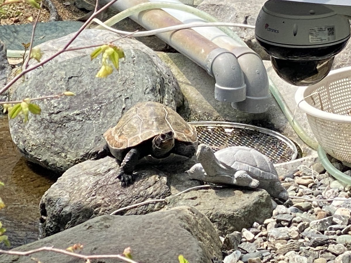 𓆉三七三𓆏㌇ tweet media