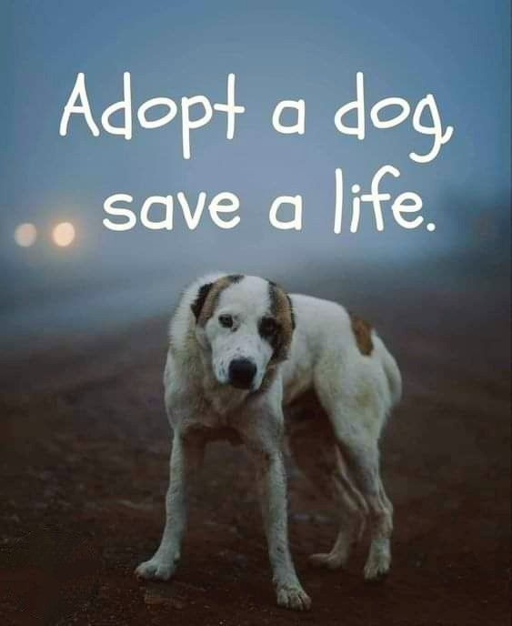 𝕏 Dogs tweet media