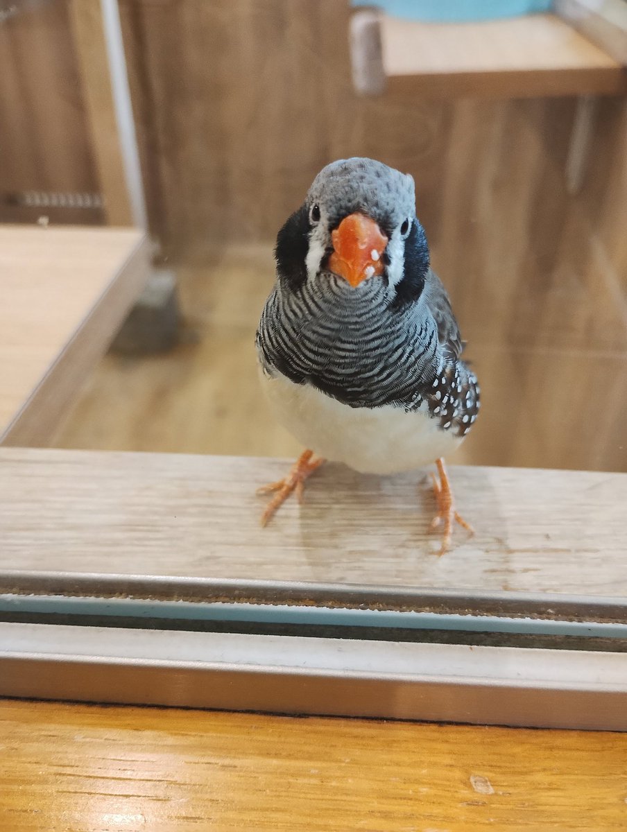 オムライス-桜🕊 tweet media