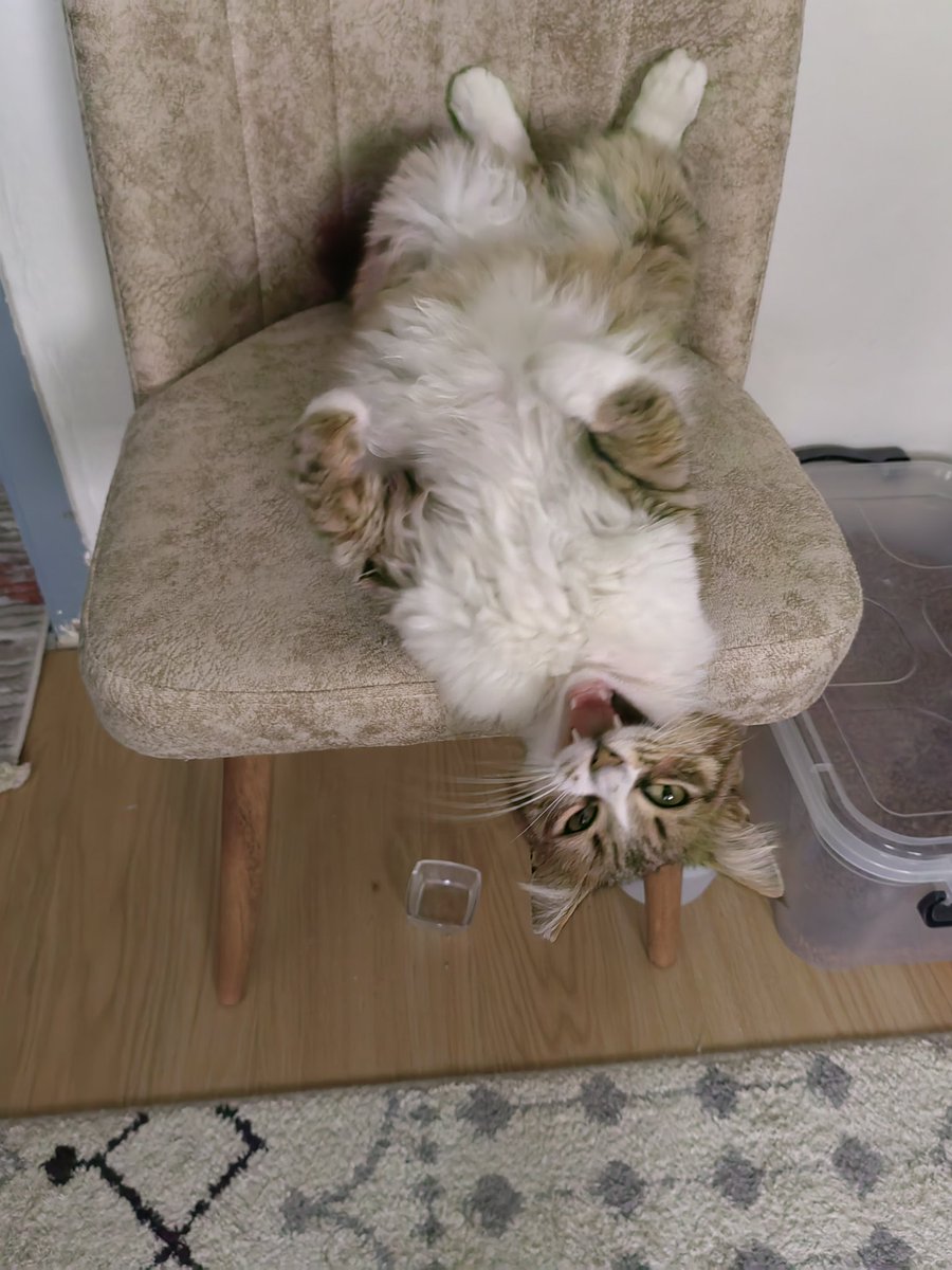 SelinPamuk tweet media