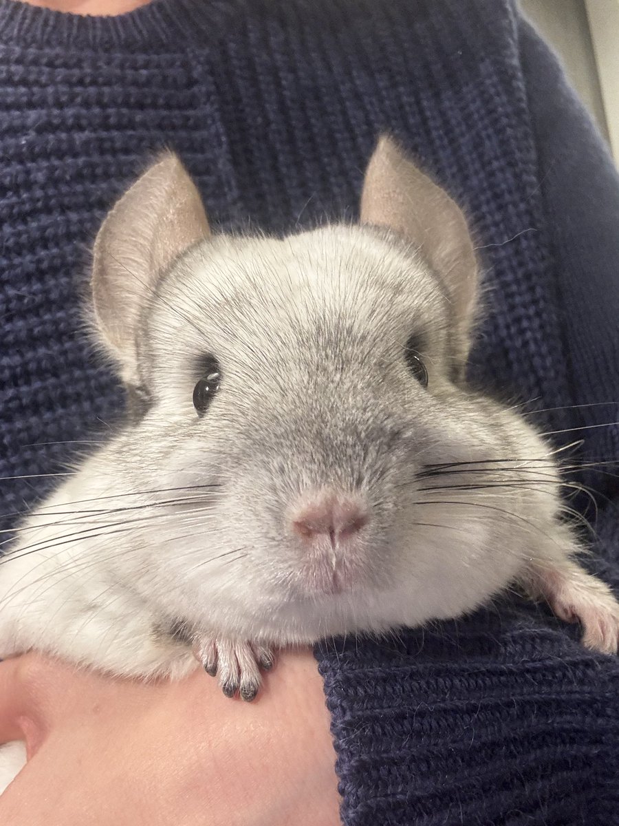 ちー we need humor ☮️💟 tweet media